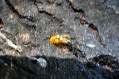 Synanthedon