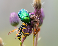 Cetonia aurata