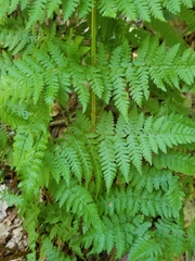 Dryopteris × triploidea