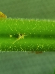 Dryopteris × triploidea