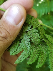 Dryopteris × triploidea