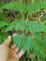 Dryopteris × triploidea
