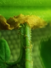 Dryopteris × triploidea