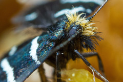 Adelidae