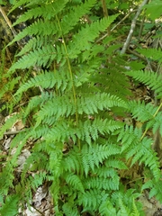 Dryopteris × triploidea