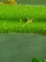 Dryopteris × triploidea