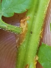 Dryopteris × triploidea