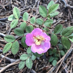 Rosa spithamea