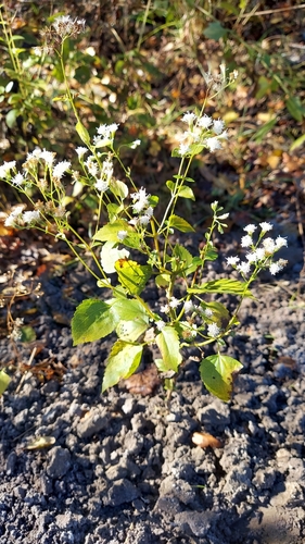 Image of Ageratina jucunda by (c) Athena Philips, some rights reserved (CC BY)