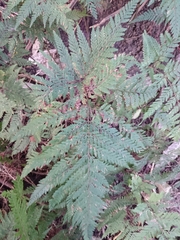 Parapolystichum glabellum