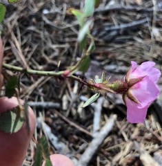Rosa spithamea