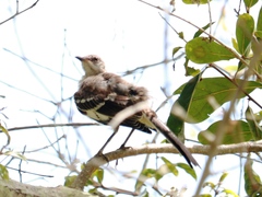Mimus polyglottos image