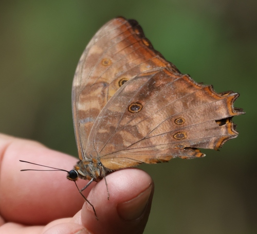 Morpho justitiae