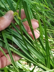 Carex tribuloides