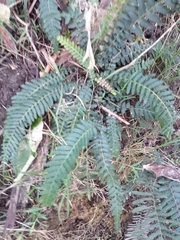 Blechnum parrisiae