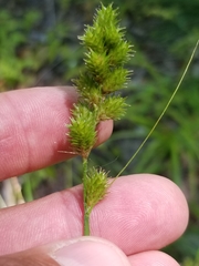 Carex tribuloides