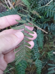 Blechnum parrisiae