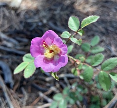 Rosa spithamea