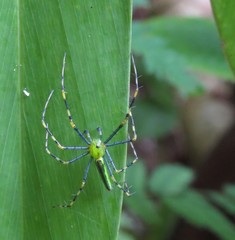 Peucetia madagascariensis