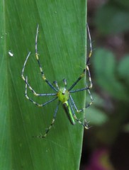 Peucetia madagascariensis
