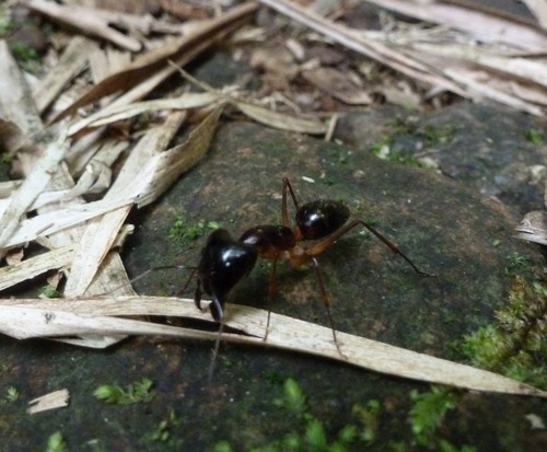 Camponotus perroti