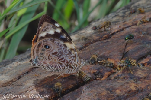 Blomfild's Beauty photo 3