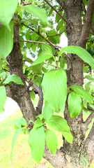 Cornus mas