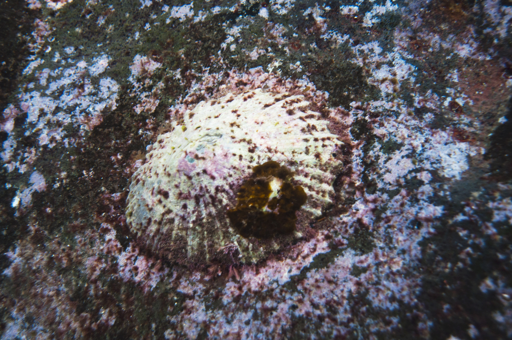 Scutellastra kermadecensis