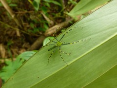 Peucetia madagascariensis