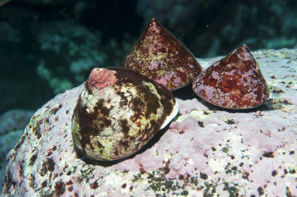 Tectus royanus