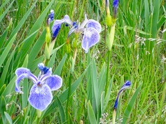Iris hookeri