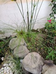 Cyperus papyrus