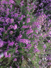 Erica cinerea
