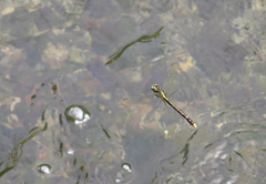 Asiagomphus pacificus