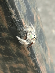 Phidippus bidentatus