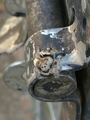 Phidippus bidentatus