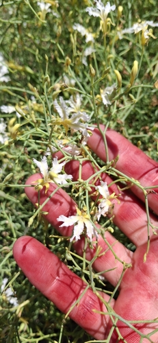 Image of Leschenaultia divaricata by (c) maxark, some rights reserved (CC BY)