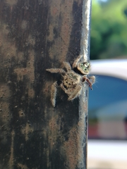 Phidippus bidentatus