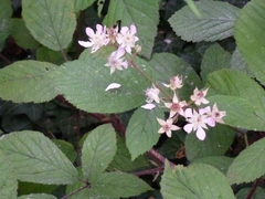 Rubus rufescens