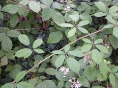 Rubus rufescens