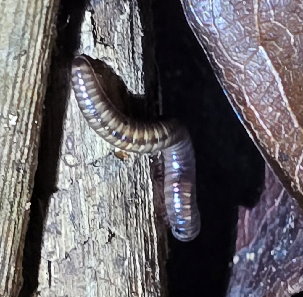 Spirobolellus richmondi