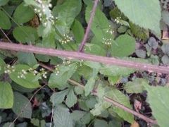 Rubus rufescens