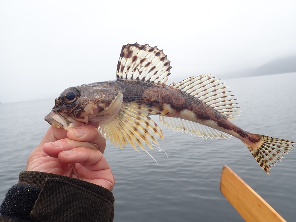 Armorhead sculpin (Gymnocanthus galeatus) — Cottidae