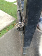 Phidippus bidentatus