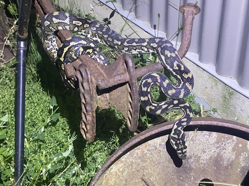 Coastal Carpet Python sighting