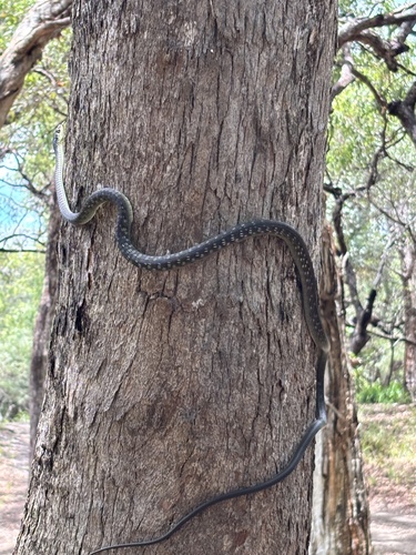 Common Tree Snake sighting