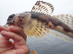 Armorhead Sculpin photo 2