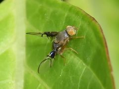 Anomoia purmunda