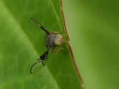 Anomoia purmunda