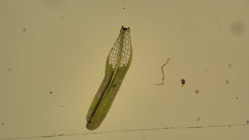 Syrrhopodon ligulatus